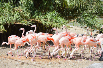Flamingos eating together from the ground
