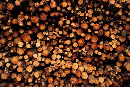 Pile of cut tree trunks and branches arranged together in forest as abstract background