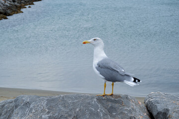 Fototapeta na wymiar Seagull on a rock with the sea in the background