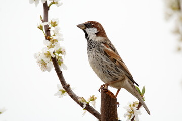 spanish sparrow with flowers. sparrow on plum tree in spring
