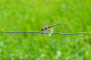 Dragonfly standing on a cable with a green meadow