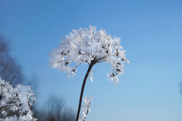 beautiful winter landscape. frozen grass. frosty weather. cold winter season.