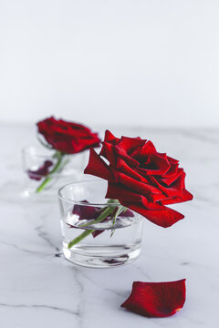 Fresh blooming bright red buds of rose flowers in glasses with water arranged on marble table with petals against white background