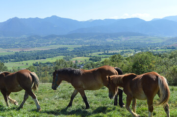 Fototapeta na wymiar Herd of horses in the mountains