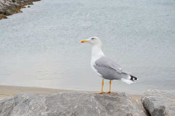 Seagull resting on a rock with the sea in the background