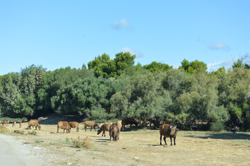 Naklejka na ściany i meble Buffalo herd near the roadside