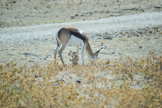 Gazelle Eating Alone In The Wild