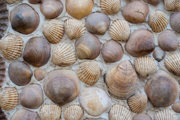 Beautiful concrete wall decorated with seashells
