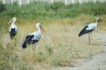 Herd of birds standing on the ground