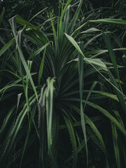 Obraz premium aloe vera plants