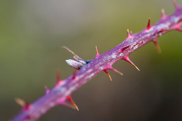 gałąź, charakter, roślin, makro, flora, ciernie, drzew, naturalny, ciernie © yanek