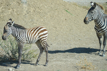 Zebra with her daughter taking a walk