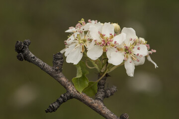 Pyrus bourgaena wild pear immaculate white flowers with deep pink stamen on twig and defocused green background