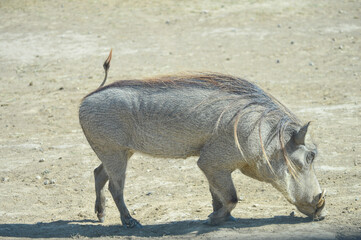 Wild boar eating in an esplanade