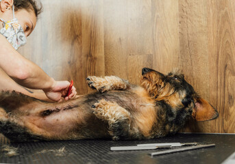 Crop female groomer in protective mask doing care procedure for Wirehaired Dachshund dog in veterinary salon