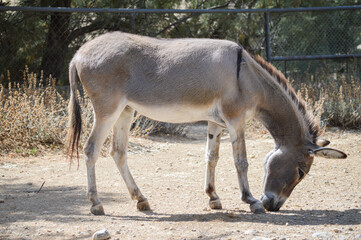 Donkey eating from the ground