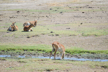 Deer resting, one of them drinking water
