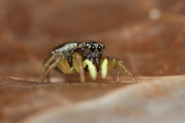Heliophanus 4