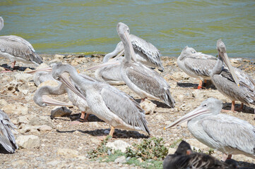 Group of pelicans together on the ground