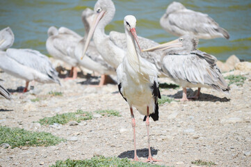 Naklejka premium Group of pelicans and flamingos together on land