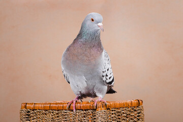 The blue pigeon sits on the basket, turning its head