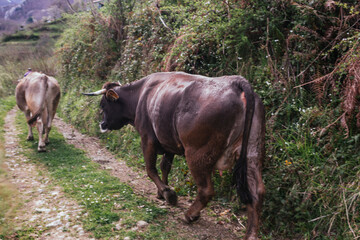 Vaca marrón andando por un camino