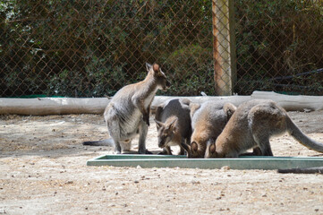 little kangaroos eating together