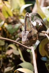 close up of a Chameleon