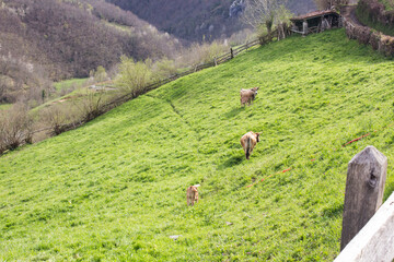 vacas campando libres