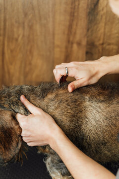 Crop anonymous female veterinarian caring Wirehaired Dachshund dog in grooming salon