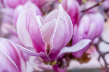 Magnolia big pink blossom tree flowers, close up branch, outdoor. High quality photo