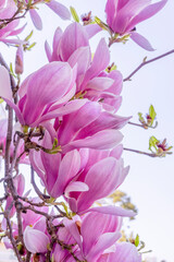 Magnolia big pink blossom tree flowers, close up branch, outdoor. High quality photo