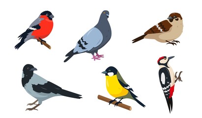 City Birds in different poses isolated
