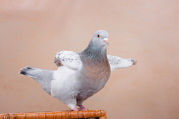 Pigeon dances hilarious dance on beige background