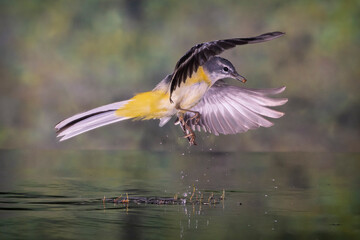 LAVANDERA CASCADEÑA MOTACILLA CINEREA VOLANDO CON AGUA