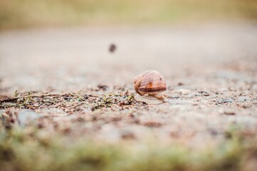 Snail on the ground.