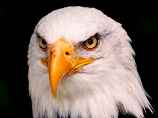 RETRATO AGUILA CALVA HALIAEETUS LEUCOCEPHALUS