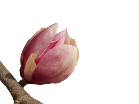 mangolia flower isolated for background