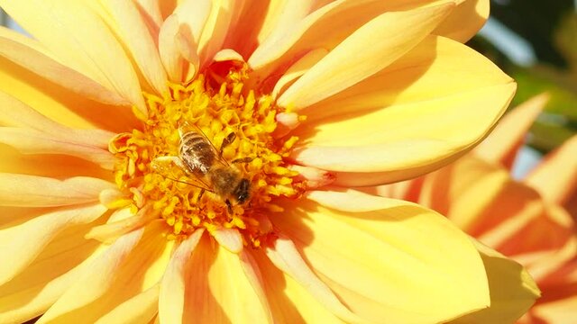 Bee in flower bee amazing,honeybee pollinated of yellow flower.