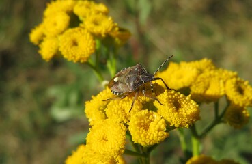 Yellow tansy flowers in the meadow, closeup