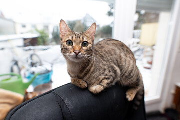 Striped cat sitting on armchair at home and observing the environment.