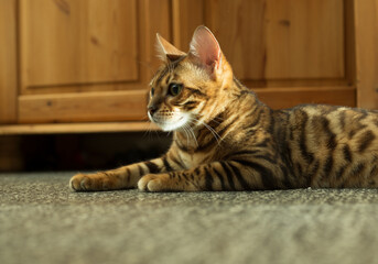Bengal  cat is lying on the ground