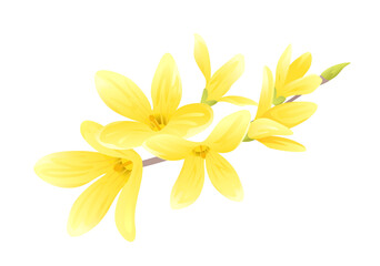 Blooming Forsythia isolated on white. Vector cartoon branch of yellow Forsythia flowers. Spring flowering.