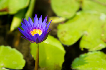 Vintage retro picture of lotus flower in pond.