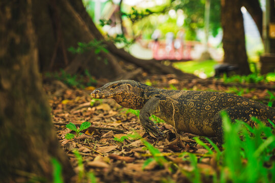 Varanus with ornament on skin crawling on land among trees in Thailand in daylight