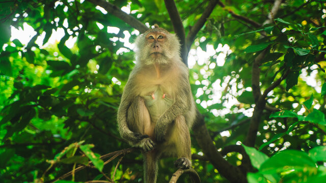Monkey with beige fur sitting against green trees while looking away in Thailand - Powered by Adobe