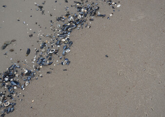 Vogelspuren am Sandstrand mit Steinen und Muscheln