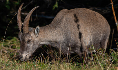Steinbock