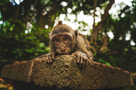 Little macaque resting on rough stone against trees while looking at camera on summer day in Indonesia
