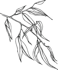 Vector linear willow branch with leaves. Hand drawn sketch by black ink , isolated on white element for floral, natural illustrations , design.